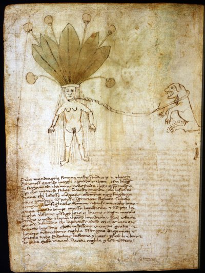 Female mandrake, extracted from a herb of the 14th century by Unknown artist