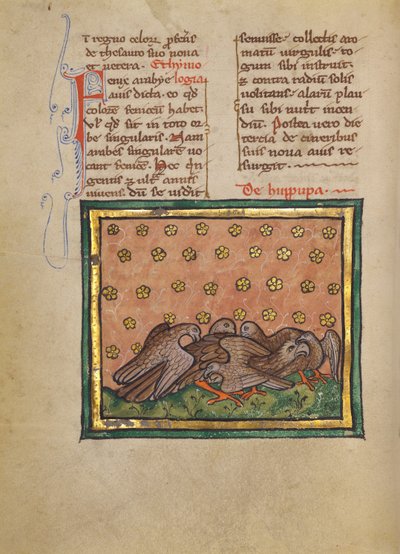 Five Birds (Hoopoe) Plucking the Feathers of Another Bird by Unknown artist