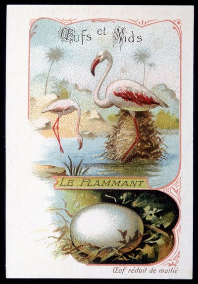 Flamingo - Eggs and Nests by Unknown artist
