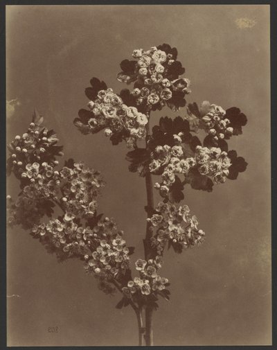 Floral Study with Multiple Bunches of Flowers by Unknown artist