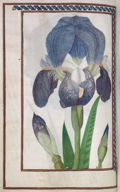 Florilegium: (page 14 verso) blue and white iris by Unknown artist