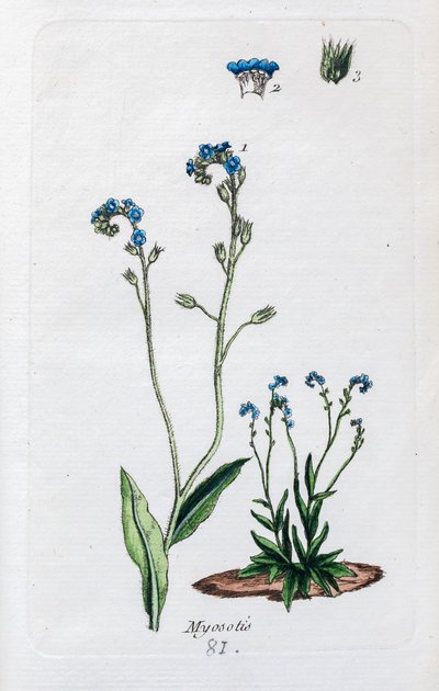 Forget-me-nots by Unknown artist