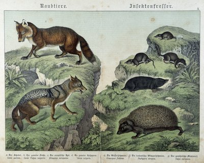 Fox, Silver Fox, Shrews, Mole and Hedgehog - in 
