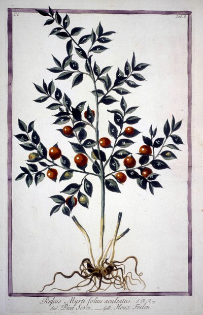Fragon False Holly or Small Holly (Ruscus) in a 19th century herbarium by Unknown artist