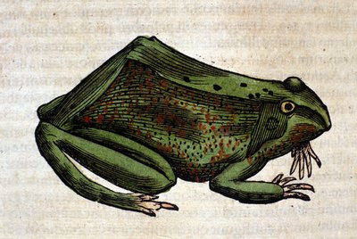 Frog from the Historia Animalium by Conrad Gesner, Tiguri 1560. Biblioteca nazionale Braidense, Milan by Unknown artist