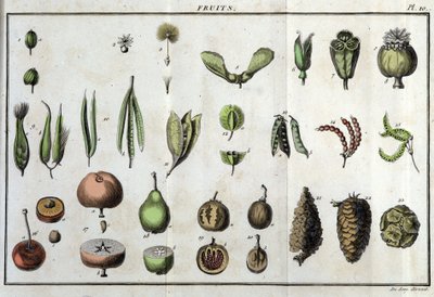 Fruits: in “Flora Françoise, or a brief description of all the plants that grow naturally in France, arranged according to a new method of analysis to which the quotation of their least equivocal virtues in medicine and their usefulness in the arts” by Unknown artist