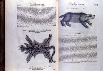 Fur Animals - in Historia Animalium by Conrad Gesner by Unknown artist