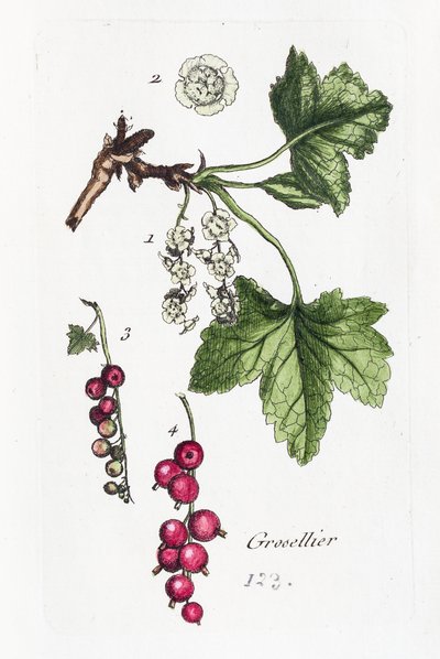 Gooseberry by Unknown artist