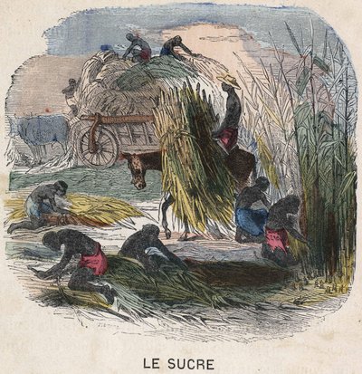 Harvesting sugar cane in the West Indies. 19th century illustration. Bianchetti collection by Unknown artist