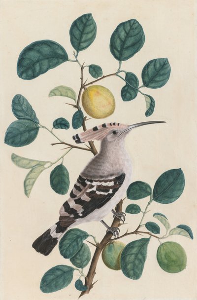 Hoopoe on a Citrus Tree Branch by Unknown artist