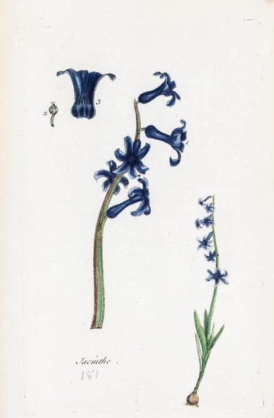 Hyacinth by Unknown artist