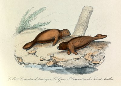 Illustration from the Book 