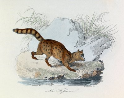 Illustration from the Book 