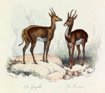 Illustration from the Book 