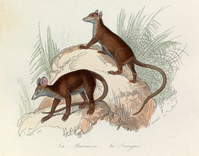 Illustration from the Book 