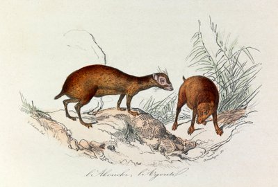 Illustration from the book 