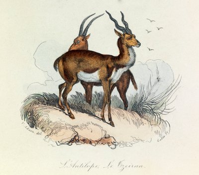 Illustration from the book 