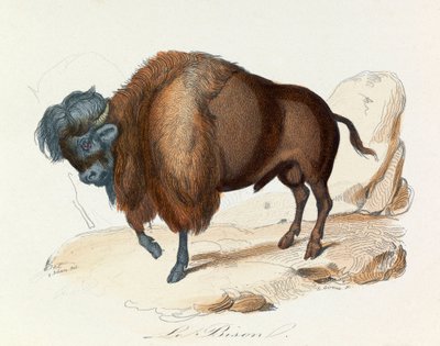Illustration from the Book 