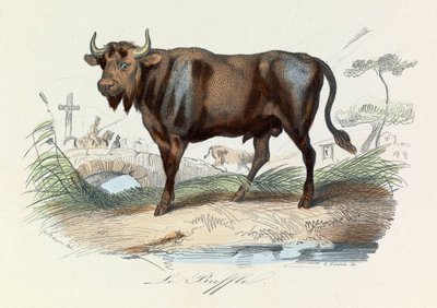 Illustration from the book 