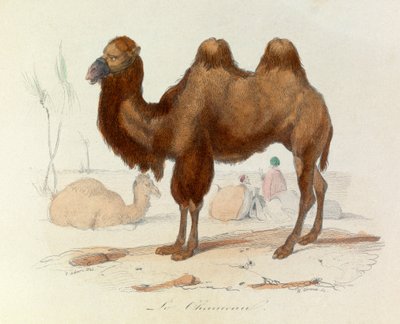 Illustration from the book 