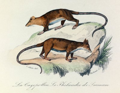 Illustration from the book 