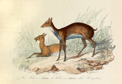 Illustration from the Book 