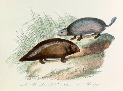 Illustration from the book 