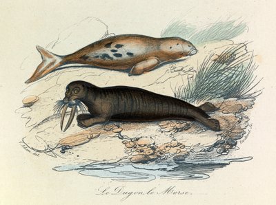 Illustration from the book 