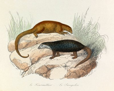 Illustration from the book 