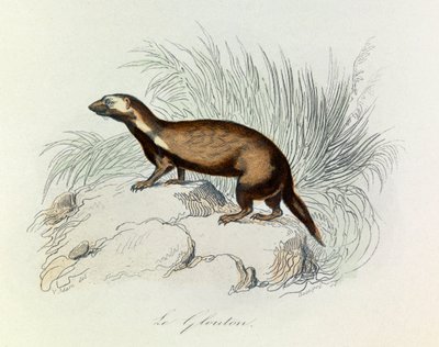 Illustration from the Book 