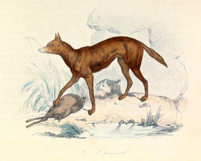 Illustration from the book 