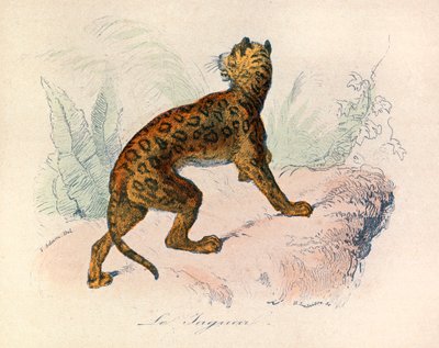Illustration from the Book 