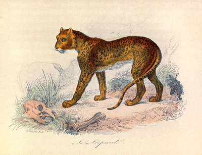 Illustration from the Book 