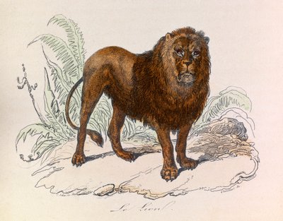 Illustration from the book 