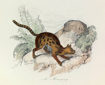 Illustration from the book 