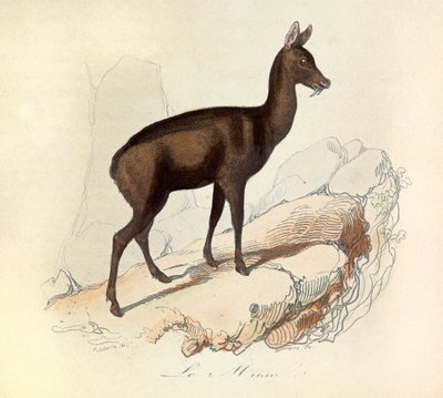 Illustration from the book 