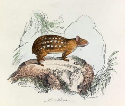 Illustration from the book 