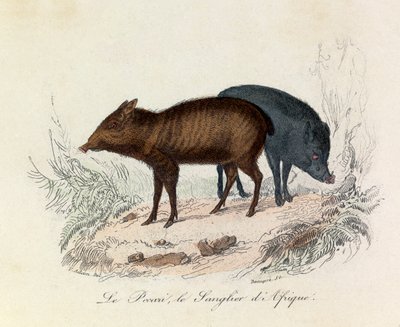 Illustration from the book 