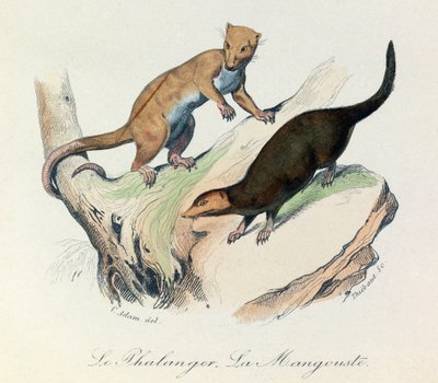 Illustration from the Book 