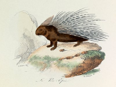 Illustration from the book 
