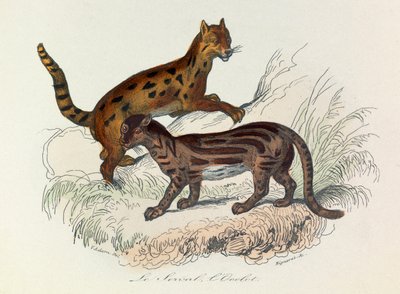 Illustration from the book 