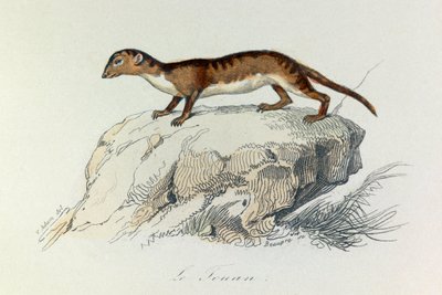 Illustration from the book 