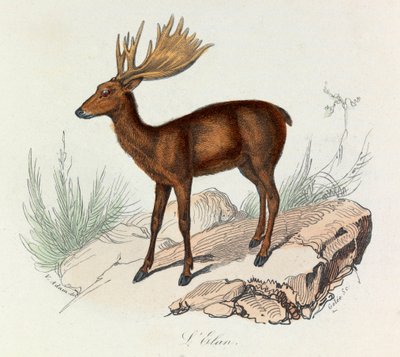 Illustration from the book 