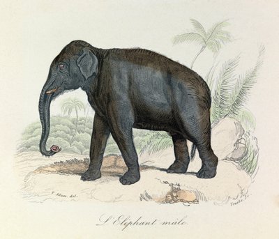 Illustration from the Book 