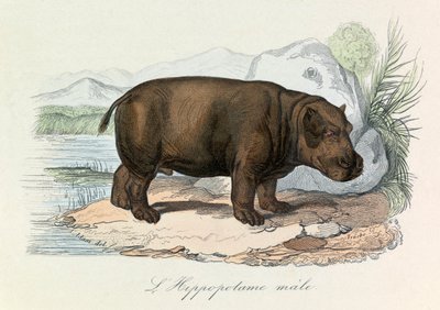Illustration from the Book 