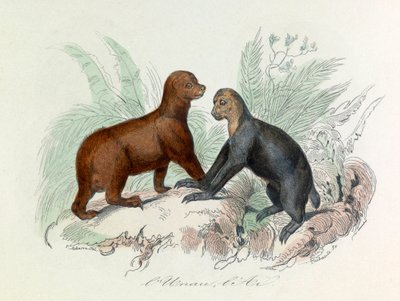 Illustration from the Book 