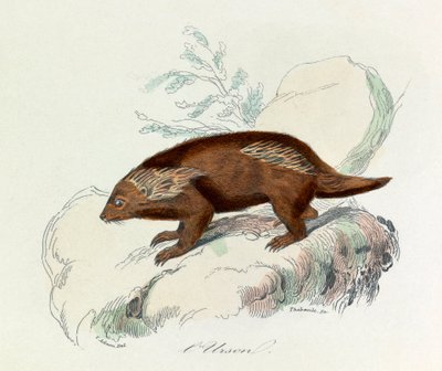 Illustration from the book 