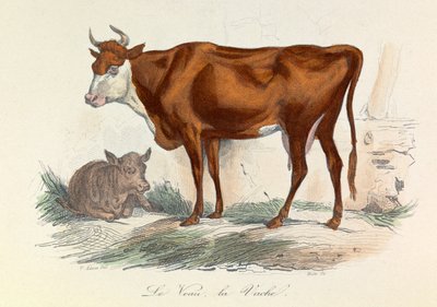 Illustration from the Book 
