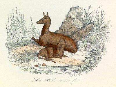 Illustration from the Book 