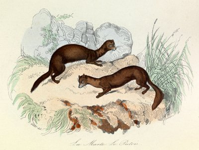 Illustration from the Book 